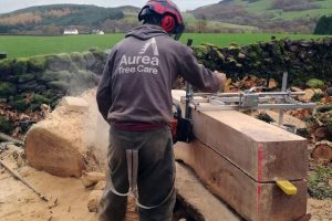 aurea-tree-care-glasgow-milling