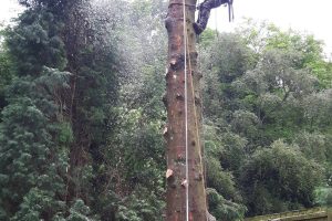 aurea-tree-care-glasgow-specialists-2