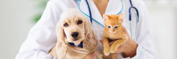 Vet examining dog and cat. Puppy and kitten at veterinarian doctor. Animal clinic. Pet check up and vaccination. Health care for dogs and cats.