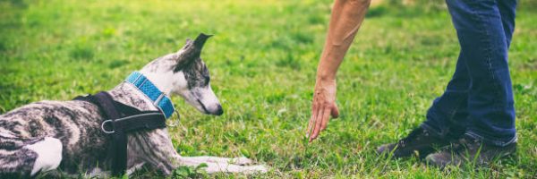 Whippet dog learns the command to lie down. Cute pet greyhound.