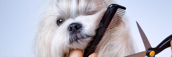 shih-tzu-dog-grooming-38012036